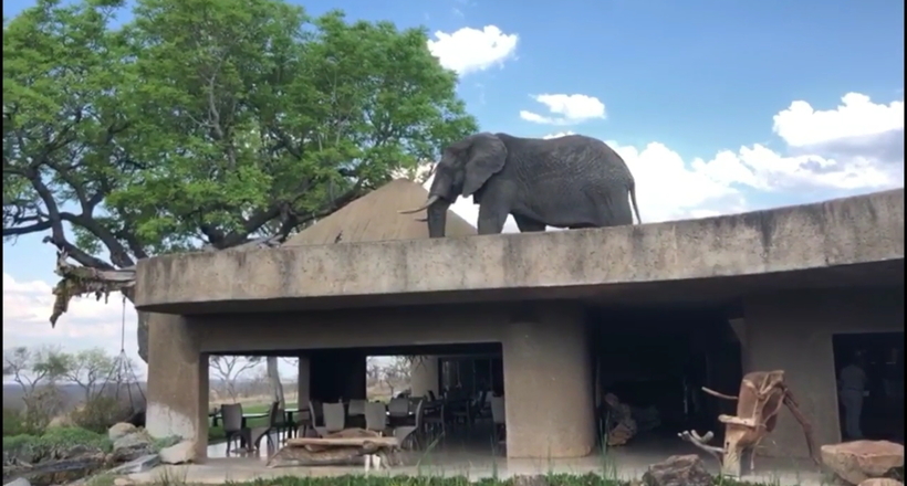 Відео: Слон забрався на дах готелю у Південній Африці