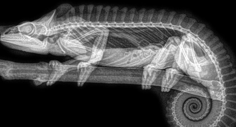 Рідкісне видовище: американський зоопарк опублікував рентгенівські знімки тварин