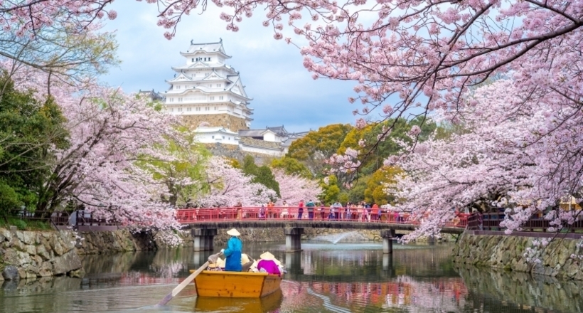 Сакура в Японії зацвіла на півроку раніше, ніж зазвичай