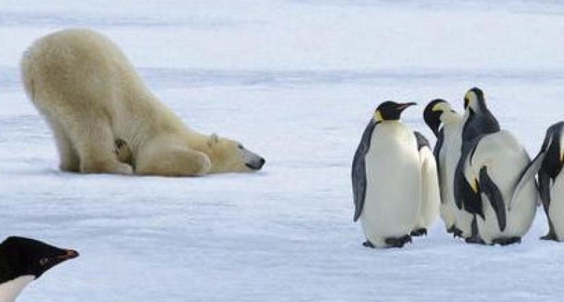 Чому білі ведмеді не їдять пінгвінів