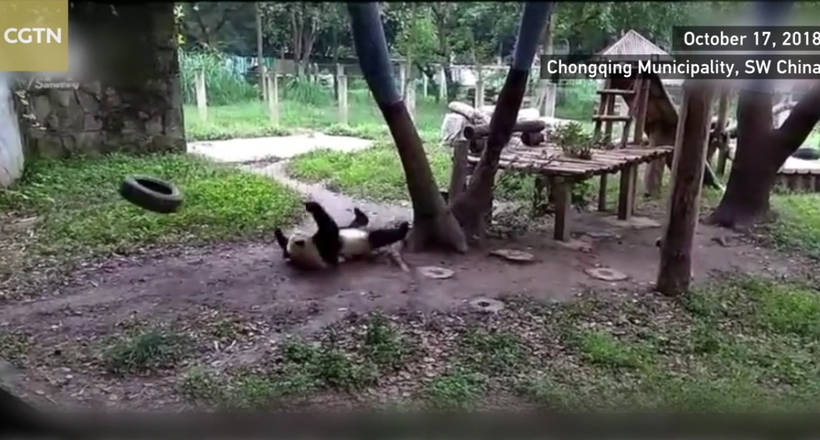 Найсмішніше відео про недолугість панд: милий ведмедик намагається залізти на гойдалки