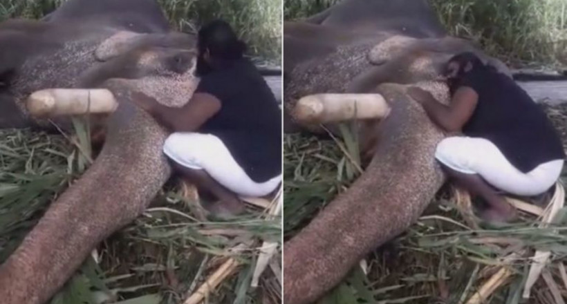 Зворушливе відео з Індії, на якому слон засинає під колискову