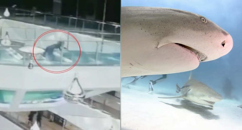 Відео: У Китаї жінка провалилася в акваріум з акулами, яких збиралися годувати