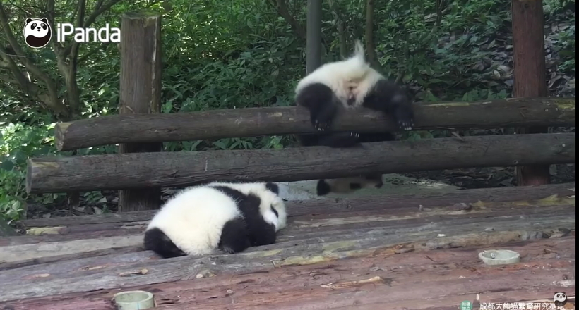 Відео: Малюк панди не дуже вдало підкорив паркан