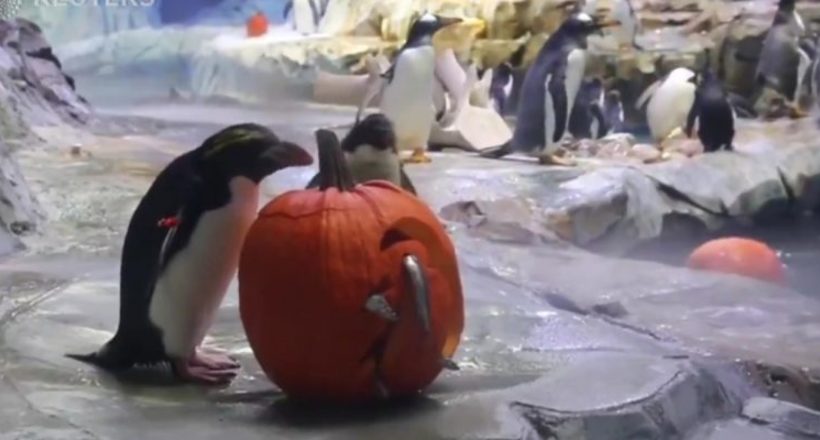 Відео: Як тварини в Детройтському зоопарку відзначили свято Хеллоуїн