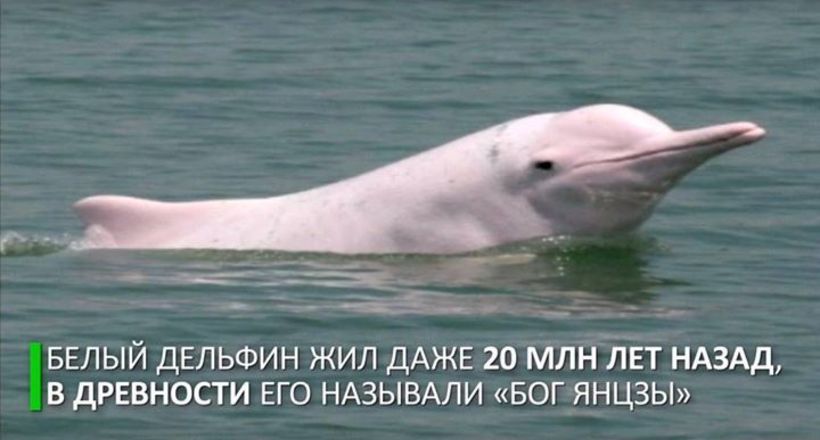 Відео: Біля нового мосту в Китаї помітили дуже рідкісних білих дельфінів