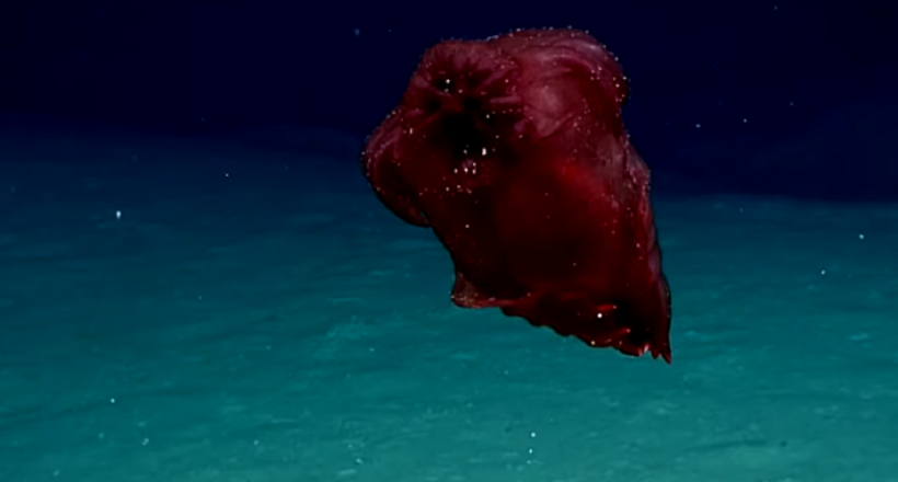 Відео: Підводна камера виявила біля берегів Австралії «курчати без голови»