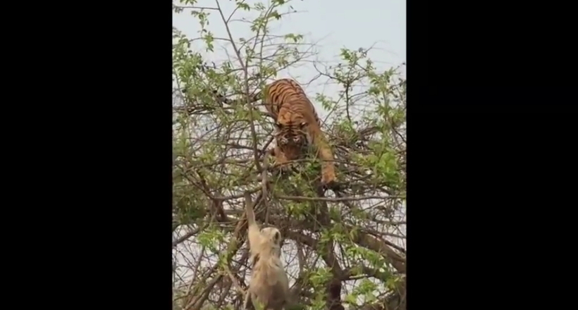 Відео: Тигр заліз на дерево, щоб схопити мавпу, але впав
