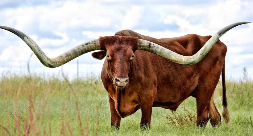 Техаський лонгхорн: володар найдовших рогів у світі і кепського характеру