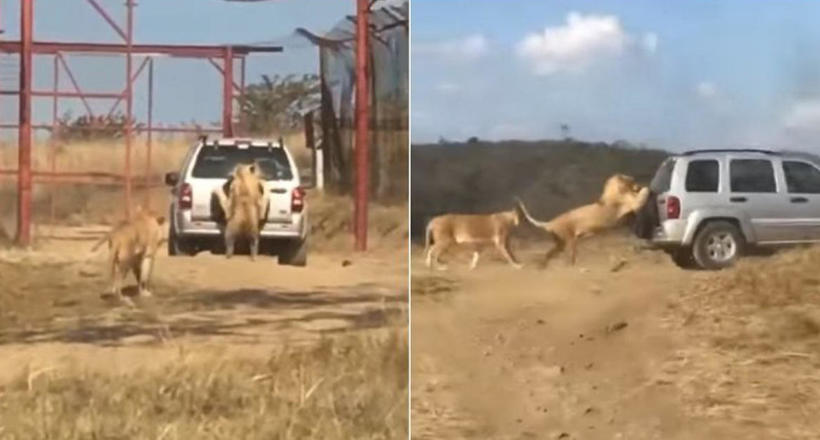 Відео: Лев зачепився за рухомий позашляховик і йшов за ним на задніх лапах