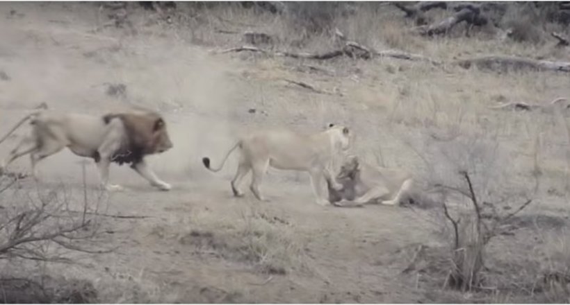 Відео: Лев вирішив показати левицям, хто тут головний, але все пішло не за планом