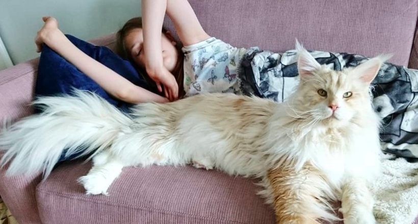 Дівчина показала свого величезного кота породи мейн-кун, в його розміри складно повірити