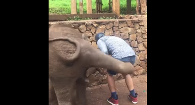 Відео: Слоненя штовхнув любителя селфи за надмірну настирливість 