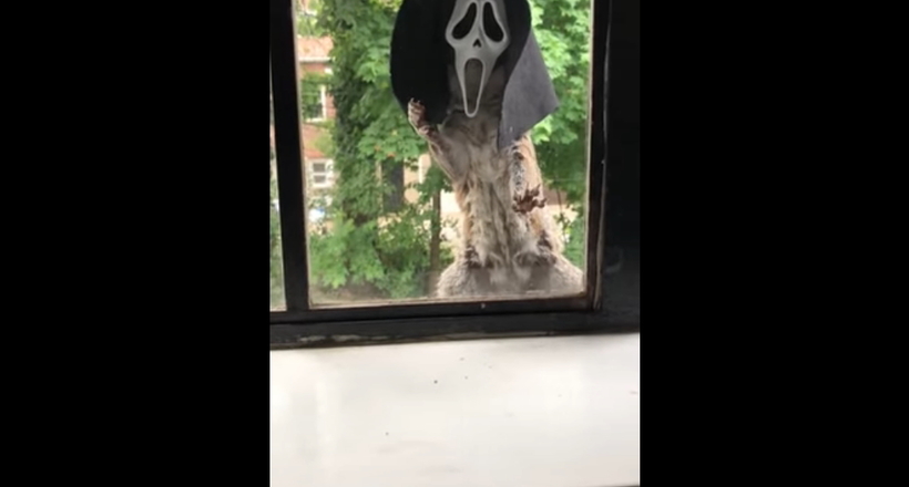 Відео: Білка випадково приміряла на себе маску «Крику» на Хеллоуїн і стала зіркою