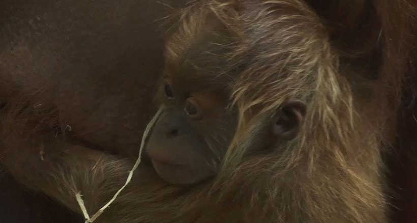 Відео: У зоопарку Франкфурта народився малюк орангутана