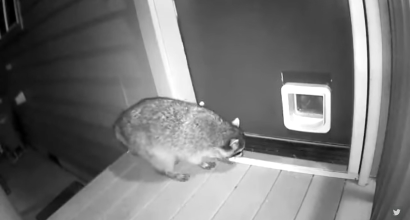 Відео: Кіт накинувся на єнота, який намагався пробратися в будинок