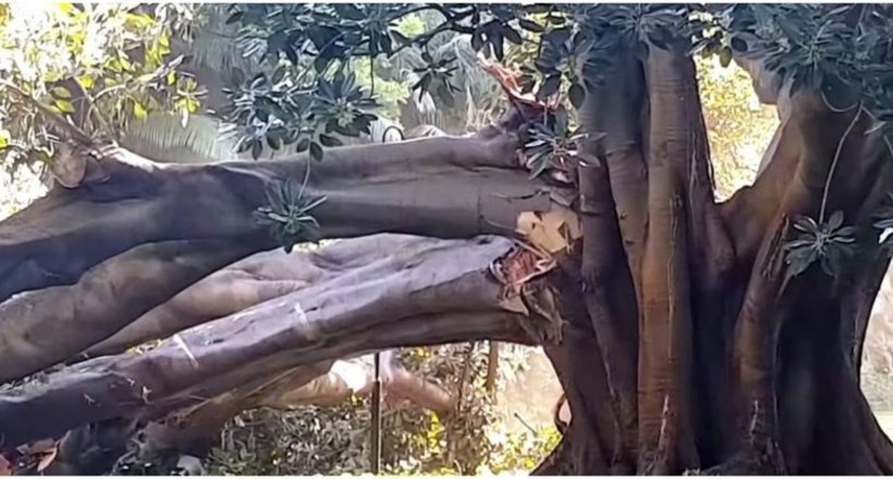 Відео з Австралії: вражаюче обвалення 86-річного дерева