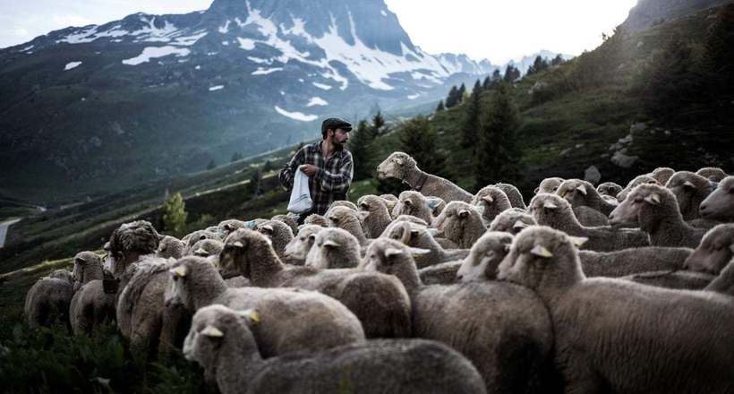 21 одна фотографія про те, як живуть пастухи в Альпах