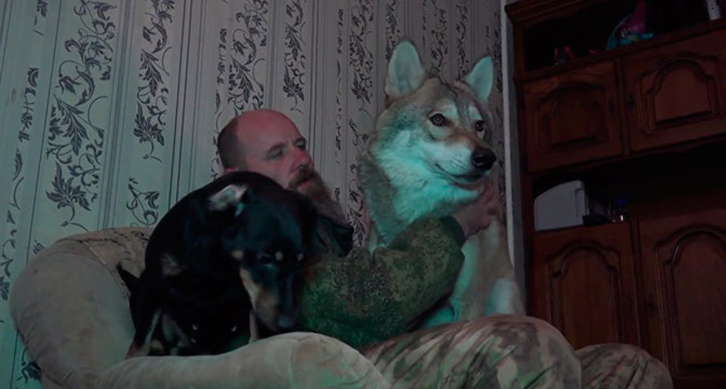 Відео: Чоловік з Волгограда прихистив у своїй квартирі вовченя