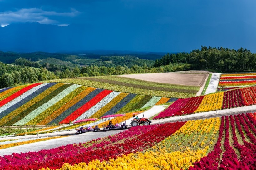 Японська квіткова ферма