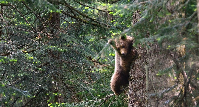 Відео: Ведмедиця врятувала ведмежат від агресивного самця, сховавши їх на дереві