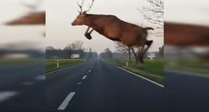 Відео: У Польщі олень перестрибнув через рухомий автомобіль