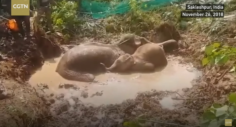 Відео: В Індії врятували слоненяти і його маму, яка загрузла в болоті, де та провела 2 доби