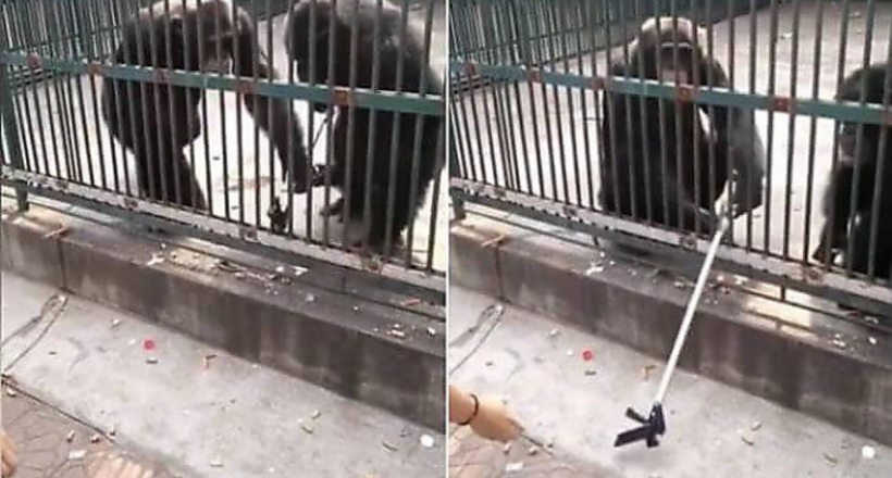 Відео: Чесний шимпанзе забрав вкрадену селфи-палицю у злодюжки і повернув господареві 