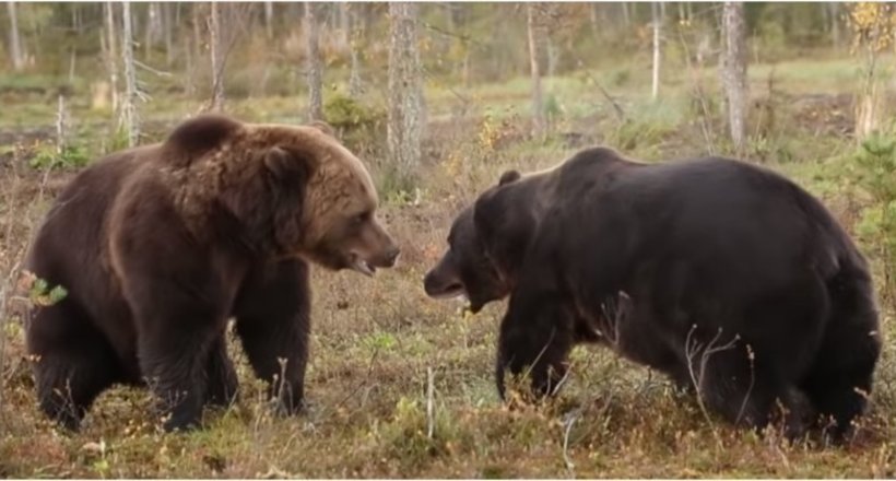Відео: У Фінляндії бурі ведмеді не поділили територію і влаштували бій