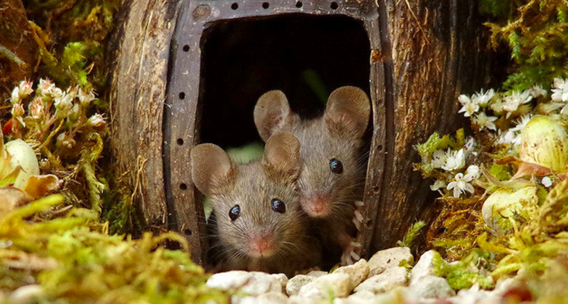 Фотограф виявив сім'ю мишей у своєму саду і побудував для них міні-село