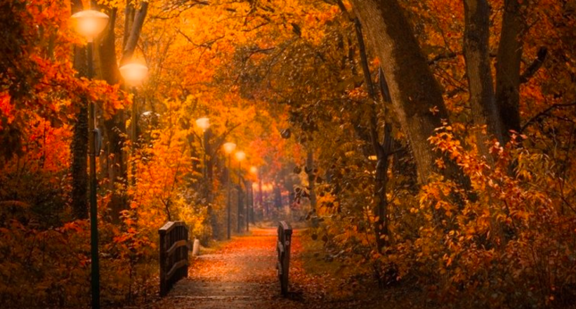 Сяйво золота: який чарівної була осінь в голландському лісі в нинішньому році