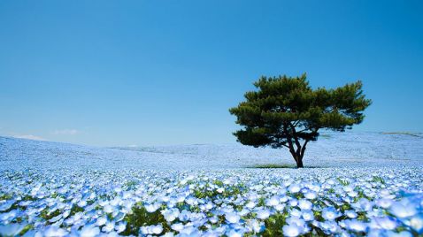 10 приголомшливих фото небесного парку в Японії, в реальність якого складно повірити