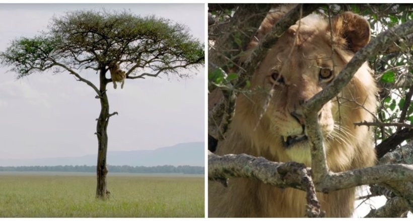 Відео: Цікавий лев заліз на дерево, але потім злякався спускатися вниз