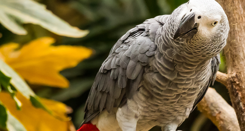 Папуга жако — самий розумний «говорун» серед всіх папуг планети