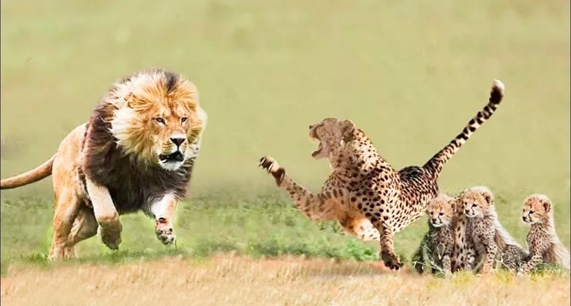 Відео: Мама-гепард рятує своїх малюків від появи на їх шляху лева