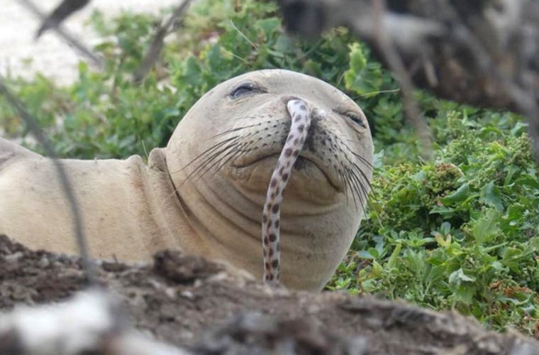Інтрига зберігається: вчені знайшли ще одного тюленя з живим вугром в носі