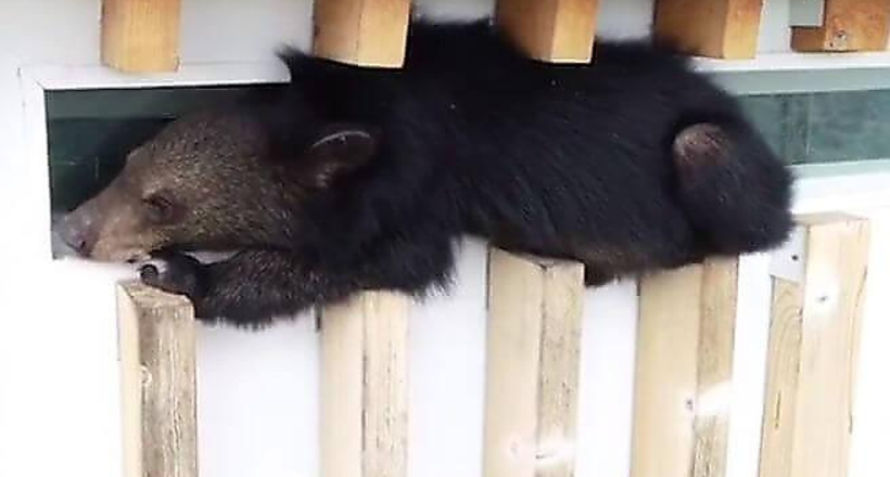 Відео: У Таїланді зняли ведмедика, який застряг на виступі 6 поверху житлового будинку