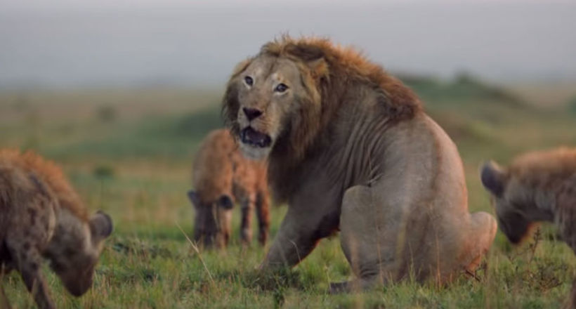 Гієни загнали лева в глухий кут, але йому на допомогу прийшов брат — відео порятунку царя звірів