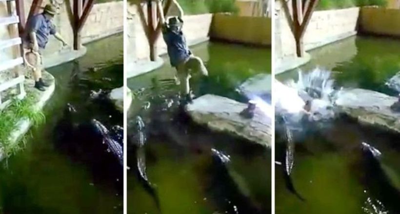 Відео: чоловік впав у водойму, що кишить голодними крокодилами, і залишився живий