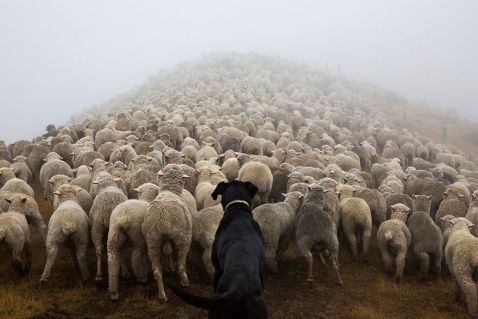 Фотограф зробив портрети найбільш працьовитих собак з усього світу
