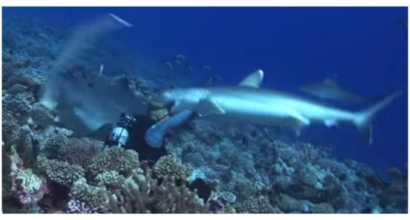 Відео: Акула зубами зірвала маску з обличчя дайвера біля узбережжя Полінезії