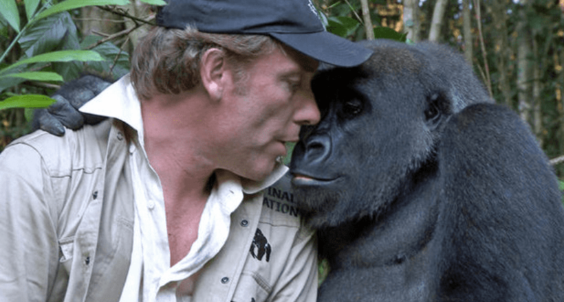 Без повідка і частувань: чи можлива справжня дружба між дикої горилою і людиною