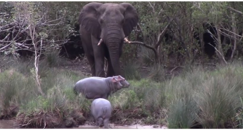 Відео: Молоді, недосвідчені бегемоти не змогли поділити дорогу зі слоном