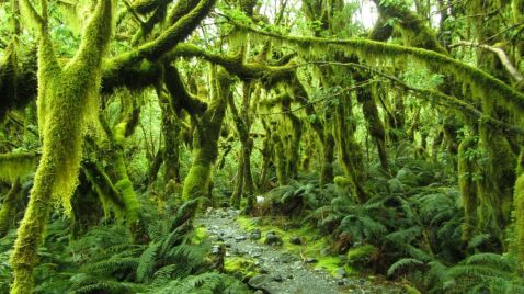 Нова Зеландія – земля казок, чарівництва і пейзажів непередаваної краси