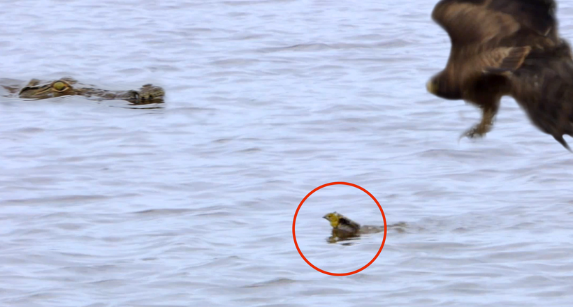 Відео: Пташеня вирвався з пазурів яструба, але потрапив у річку до крокодилам 