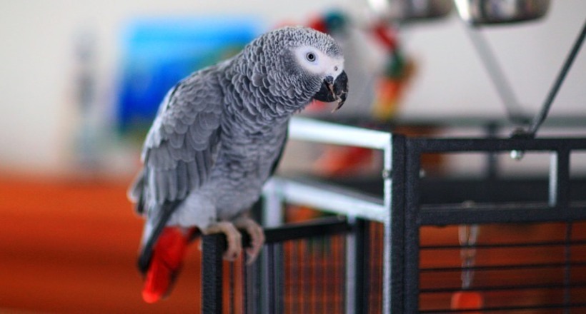 Поки господині немає вдома: папуга, люблячий лихословити, робить покупки на Amazon