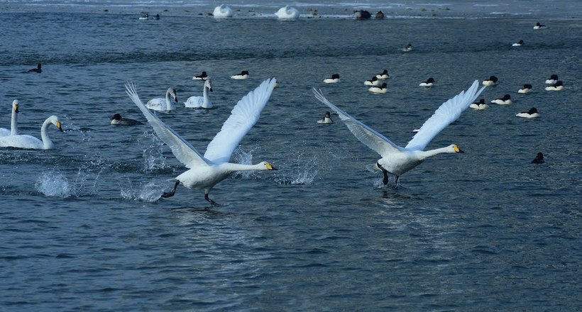 Відео: Понад 500 червонокнижних лебедів-кликунів прилетіли на зимівлю в Китай 