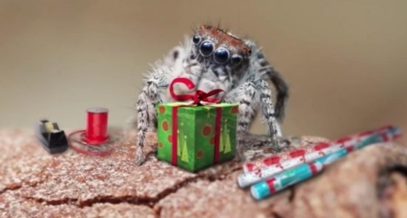 Відео чарівних павучків, які теж святкують Новий рік