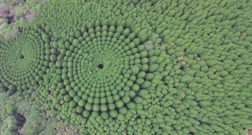 Загадкові кола дерев в японському лісі — результат цікавого експерименту 