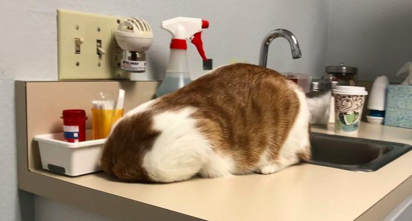 Люди діляться фотографіями, як їх коти ховаються від ветеринарів у прийомних кабінетах